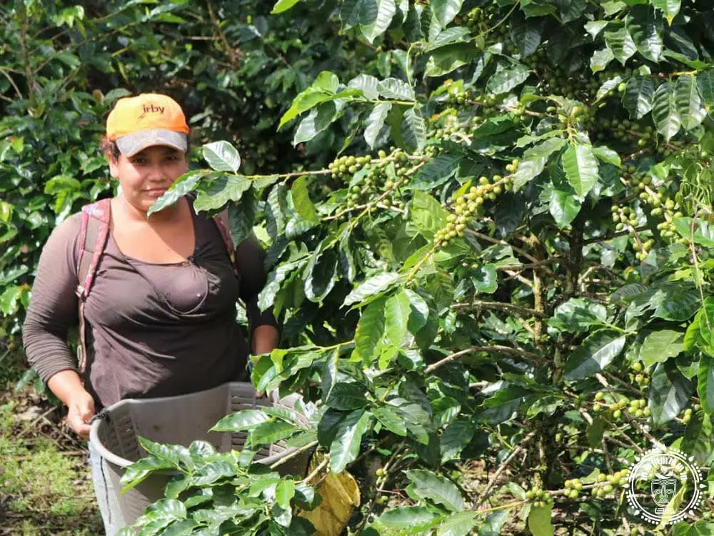 hamac chaise jinotega 5
